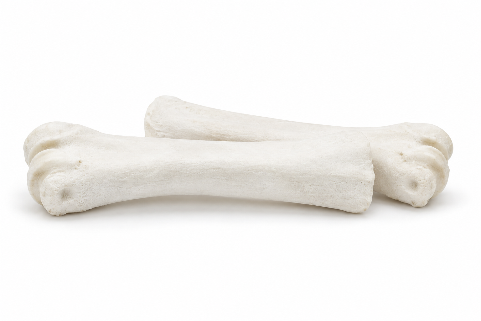 Cannon Bone