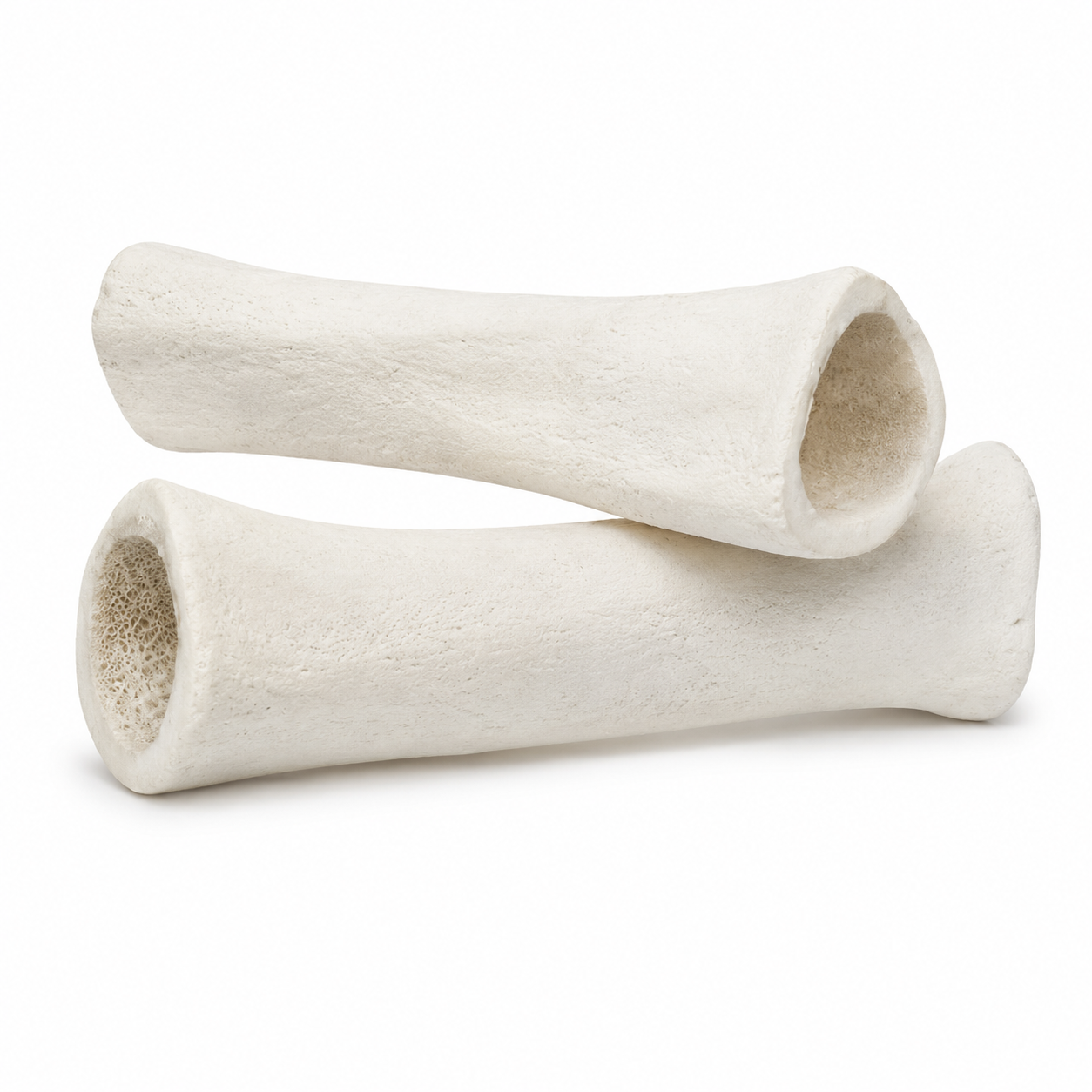 Femur Bone