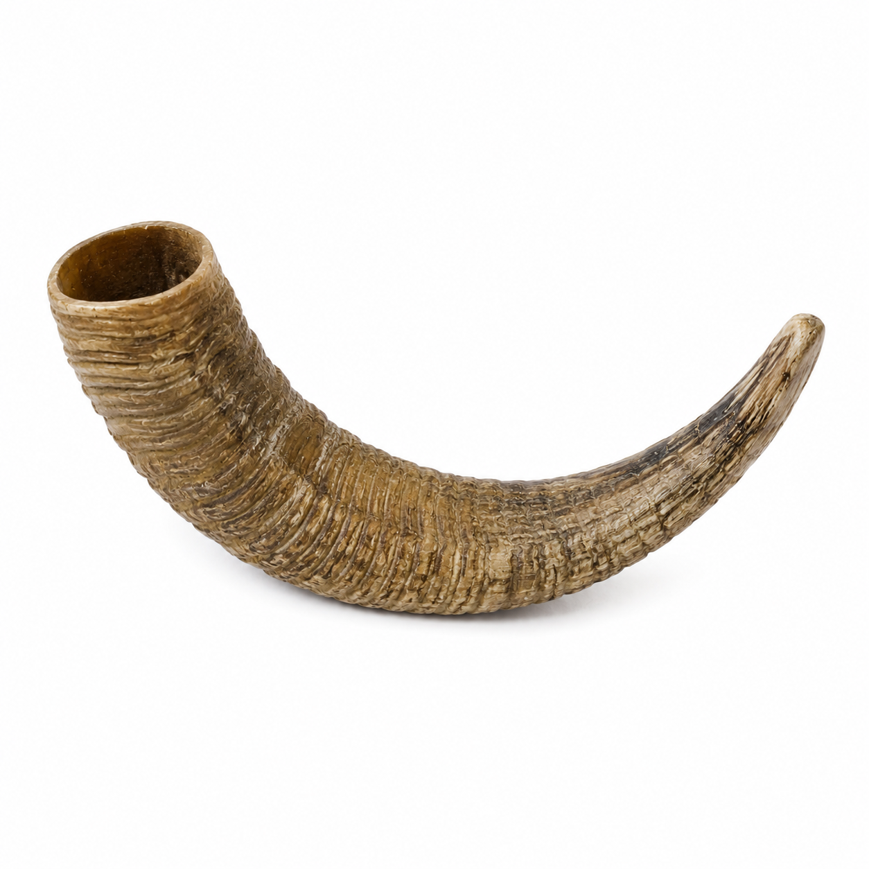 Ram/Sheep Horns
