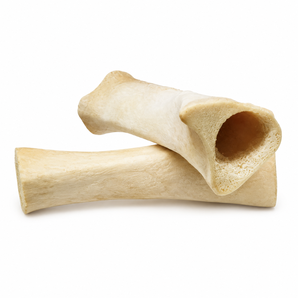Tibia Bone